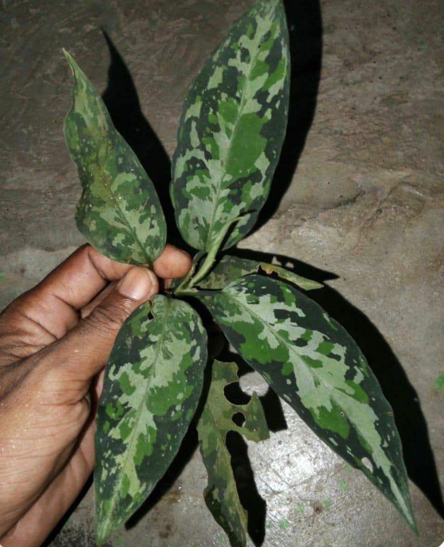 その他観葉植物 Aglaonema pictum