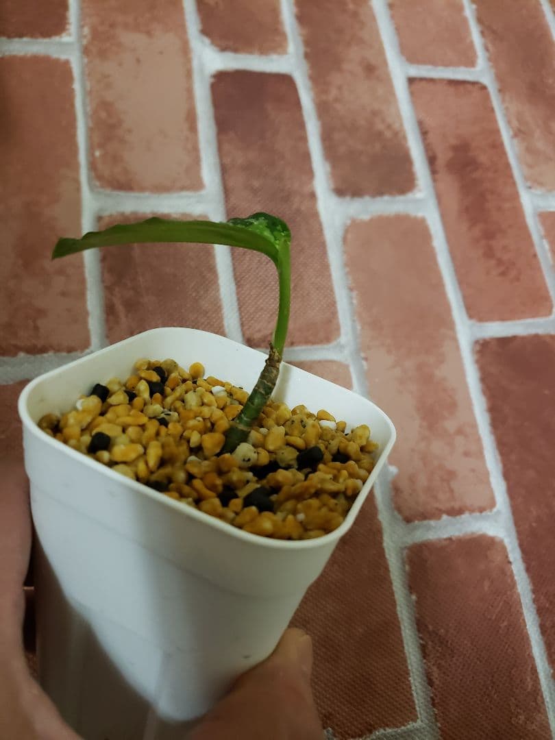 その他観葉植物 Aglaonema pictum