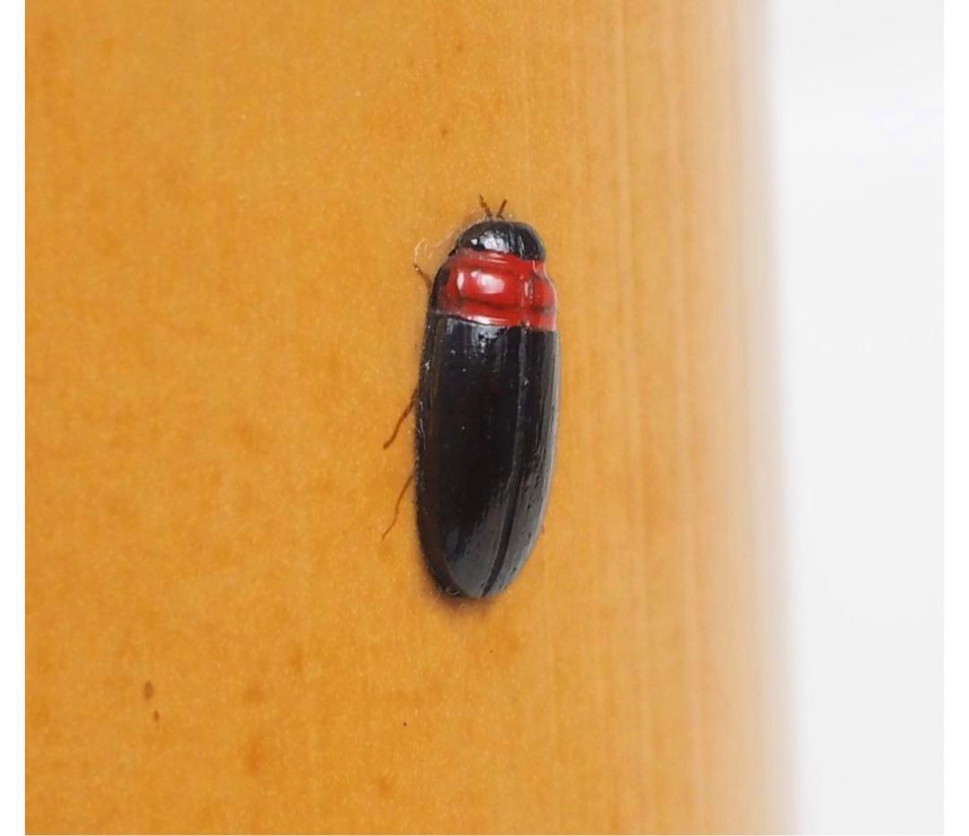 送料無料　音羽山六 珎竹林造　蛍嵌入竹圓窓花入 時代茶道具　★珍品茶道具★