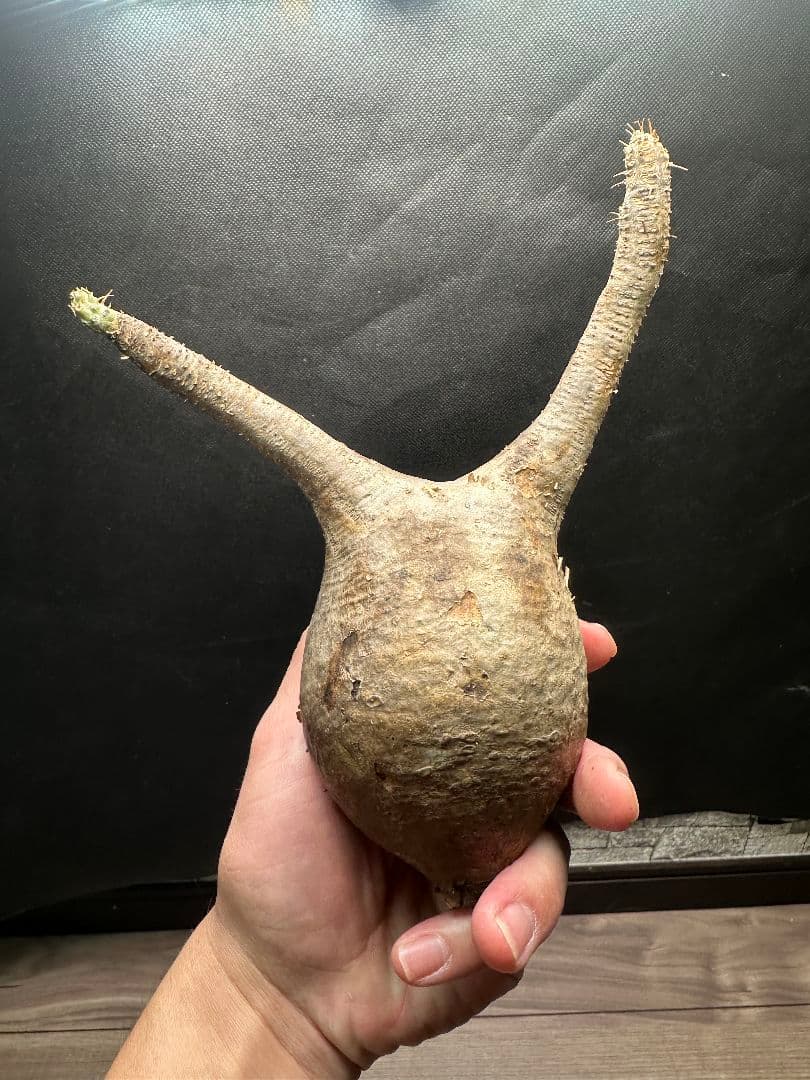 【パキポディウム_グラキリス】グラキリス 現地球 33