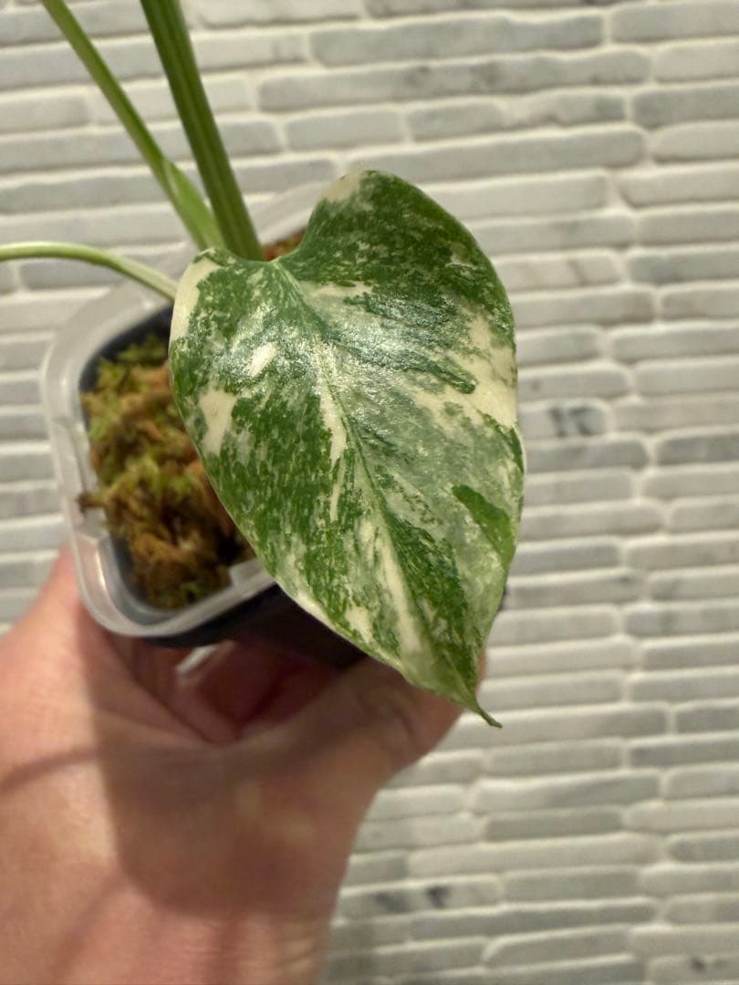 モンステラ レガシー　斑入り