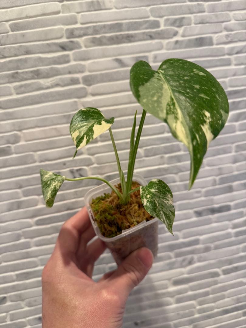 モンステラ レガシー　斑入り