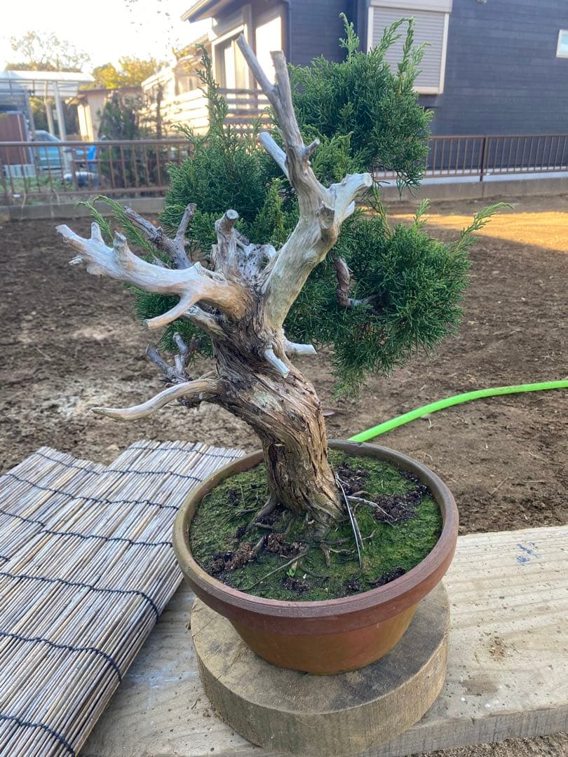 糸魚川真柏　中品盆栽