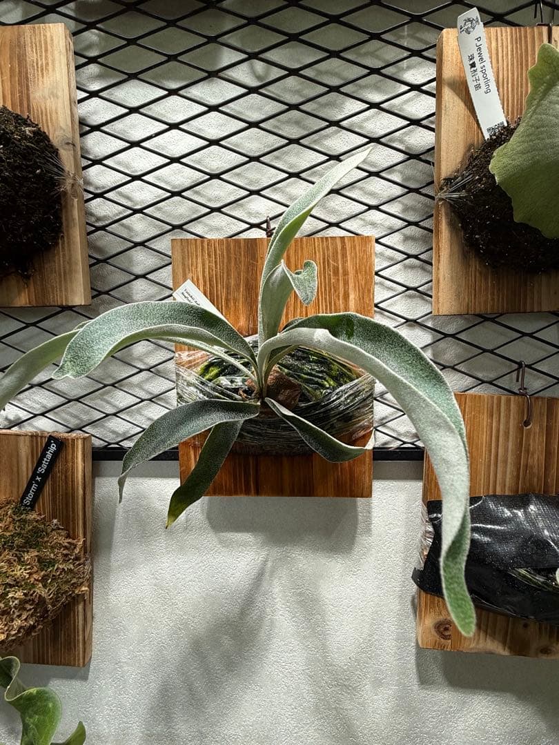 P.veitchii cv Auburn  spor中サイズ株