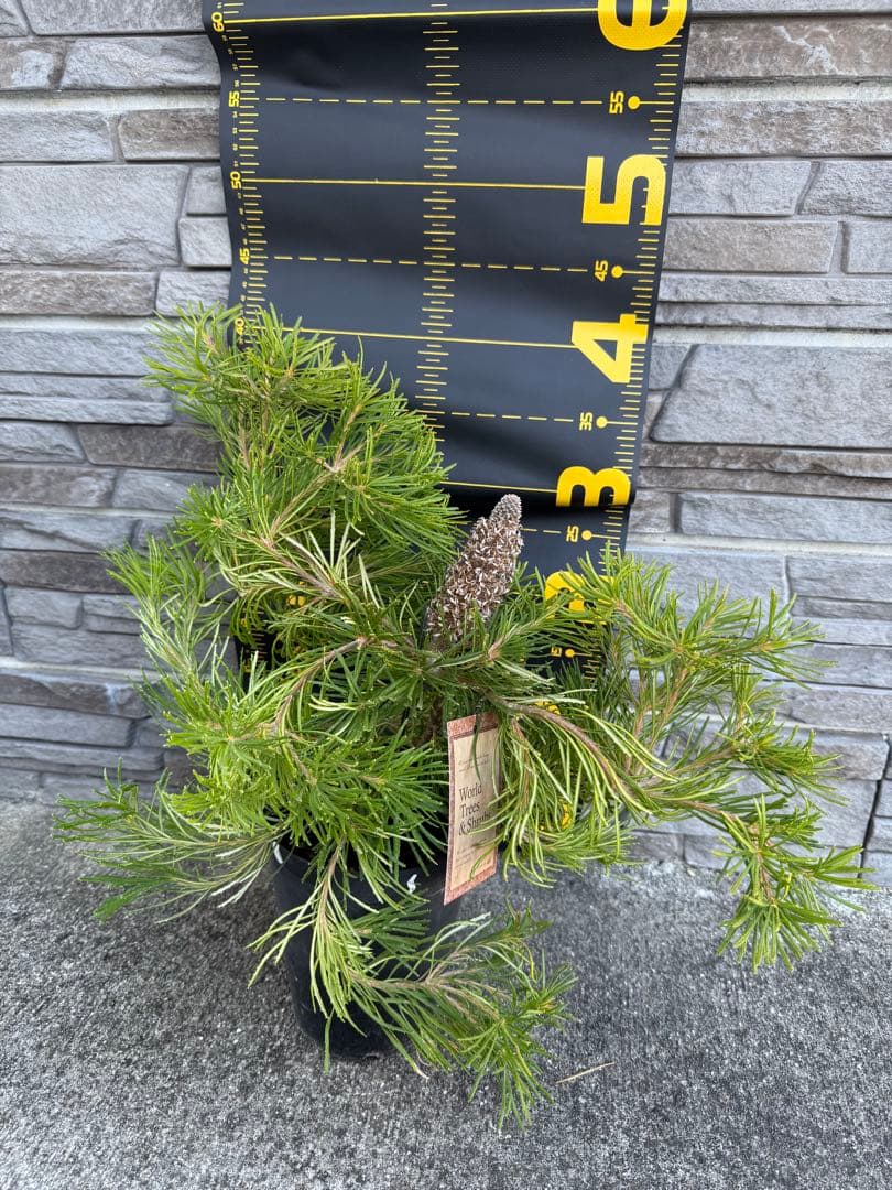 バンクシア　バースデーキャンドル