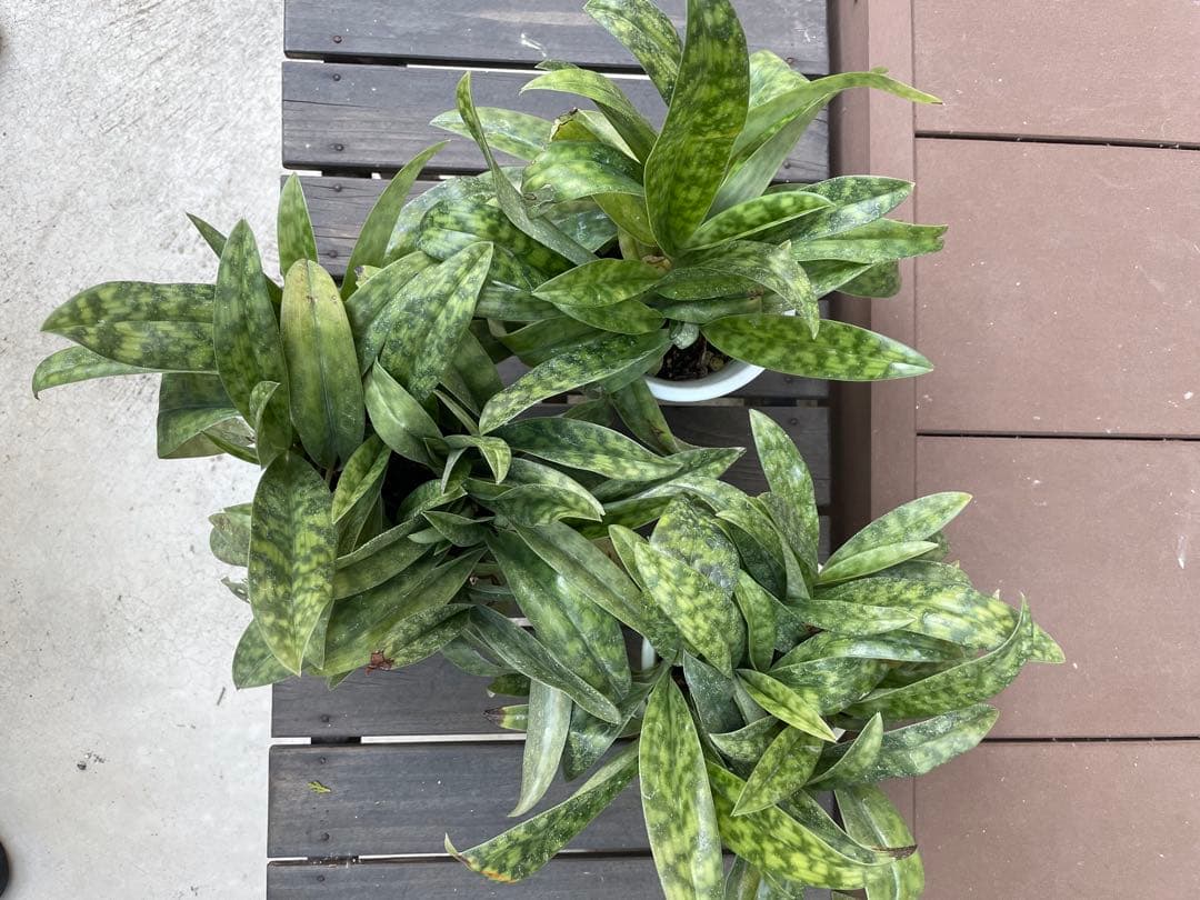 パフィオペディラム　グリーン系　4号プラ鉢3個セット