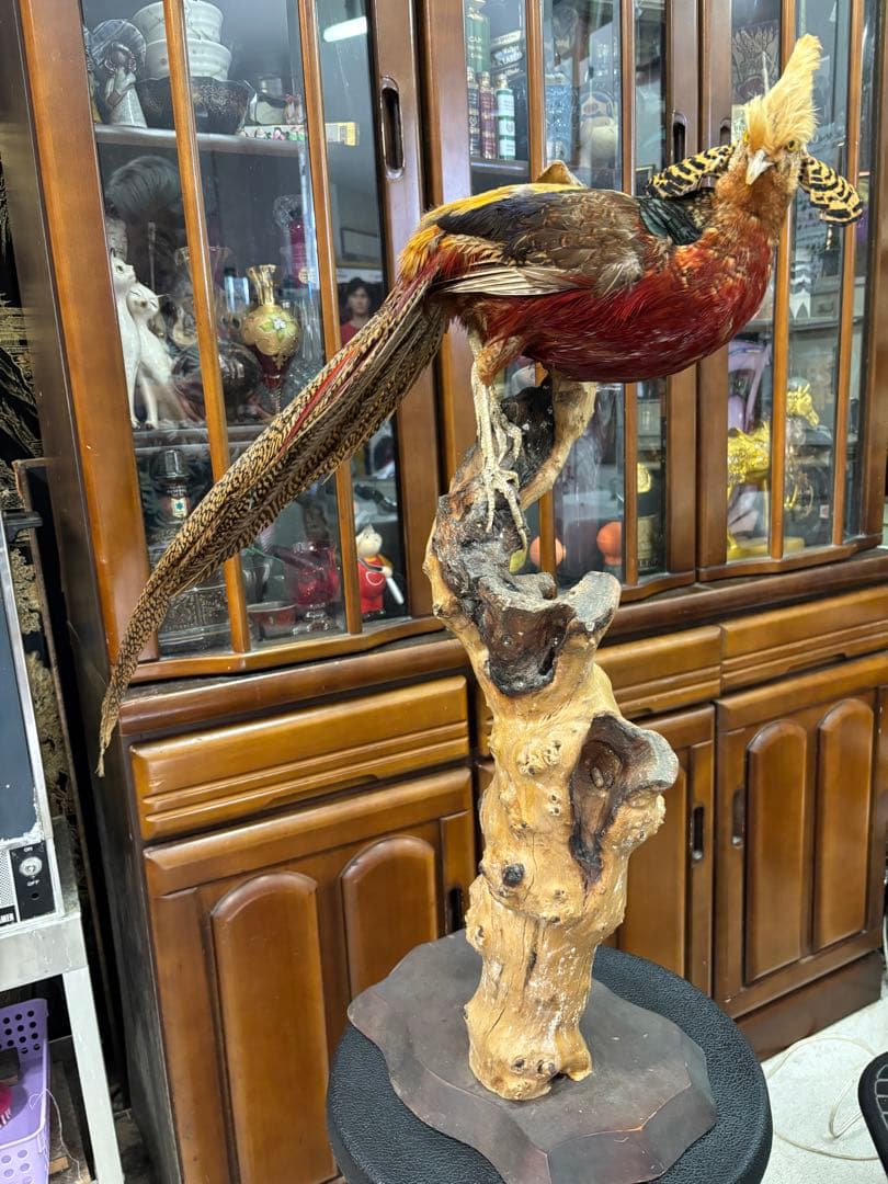 キジの 剥製 木製 の台座 鳥の置物 高さ約７１cm 大特価激安