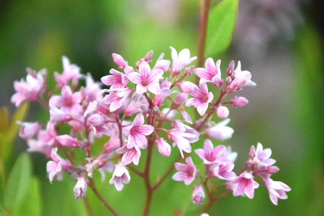 バシクルモン大株　オソロソウ