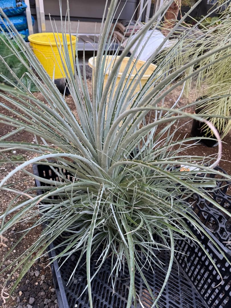 群生　プヤ　セルーレア