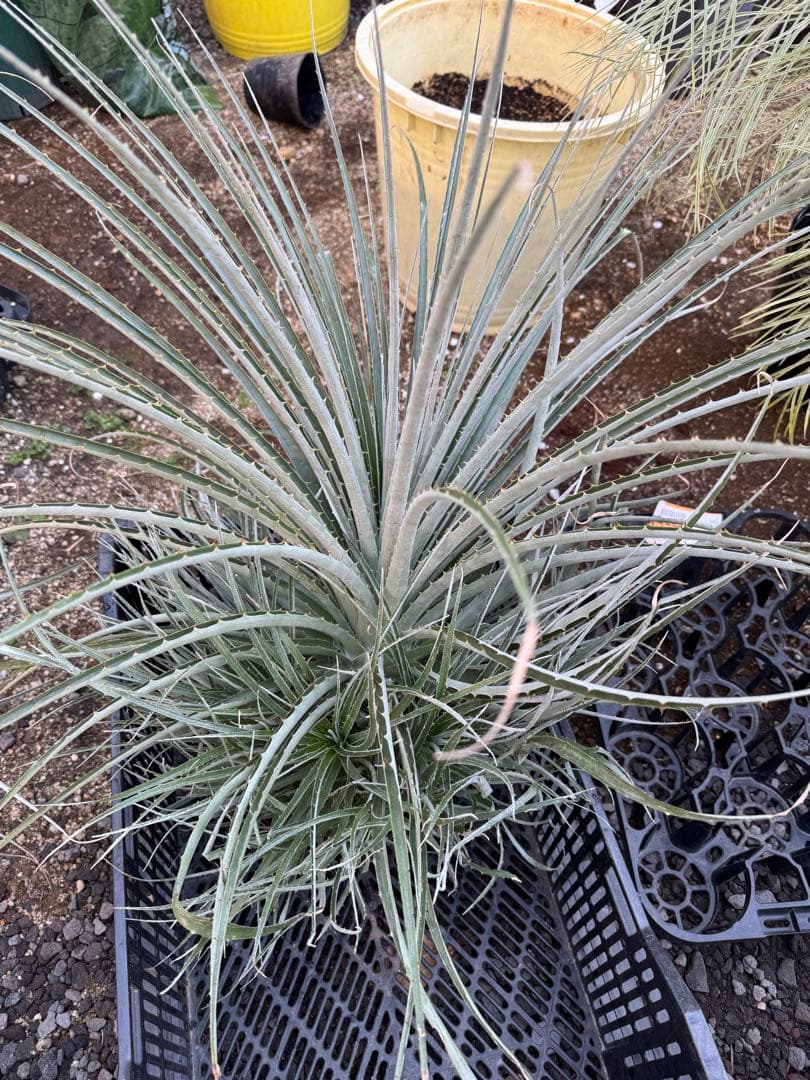 群生　プヤ　セルーレア