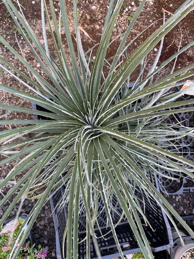 群生　プヤ　セルーレア