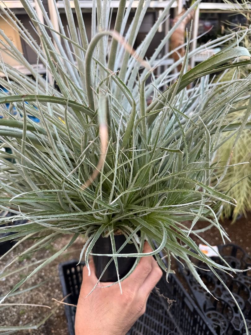 群生　プヤ　セルーレア