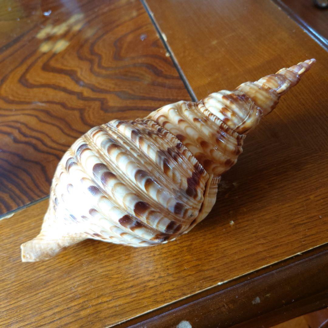 ほら貝 約26センチ