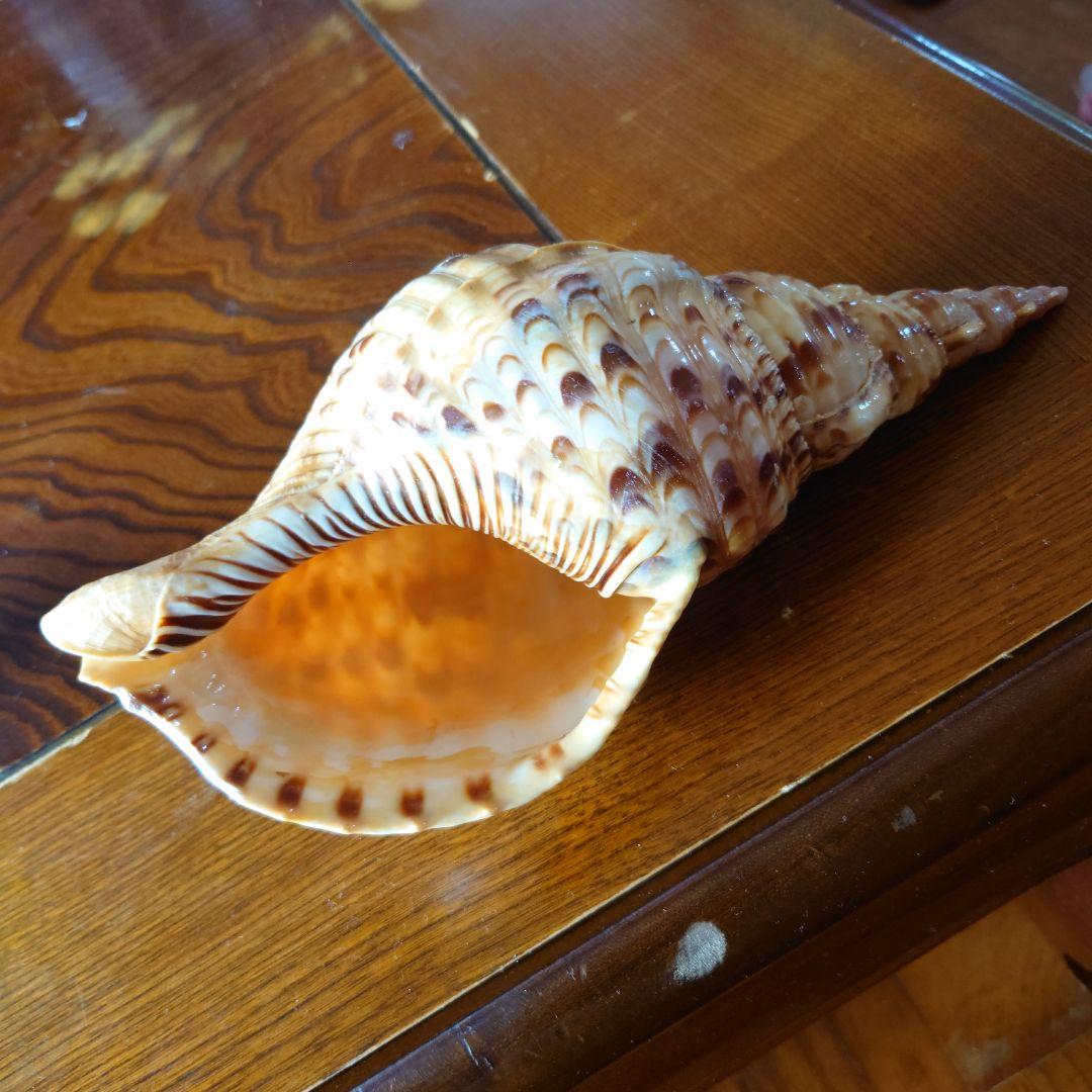 ほら貝 約26センチ