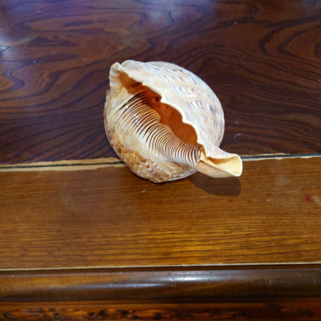 ほら貝 約26センチ