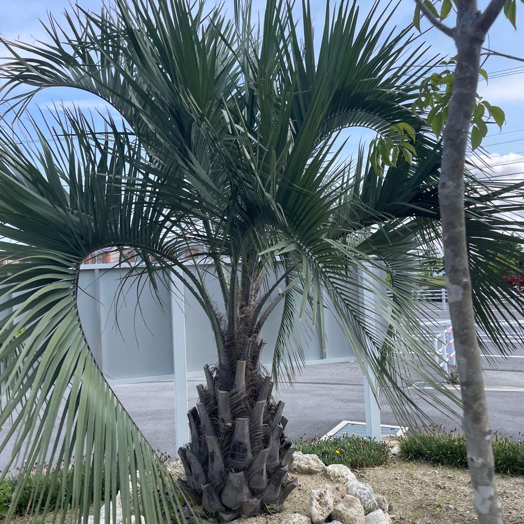 ココスヤシ 2.5m