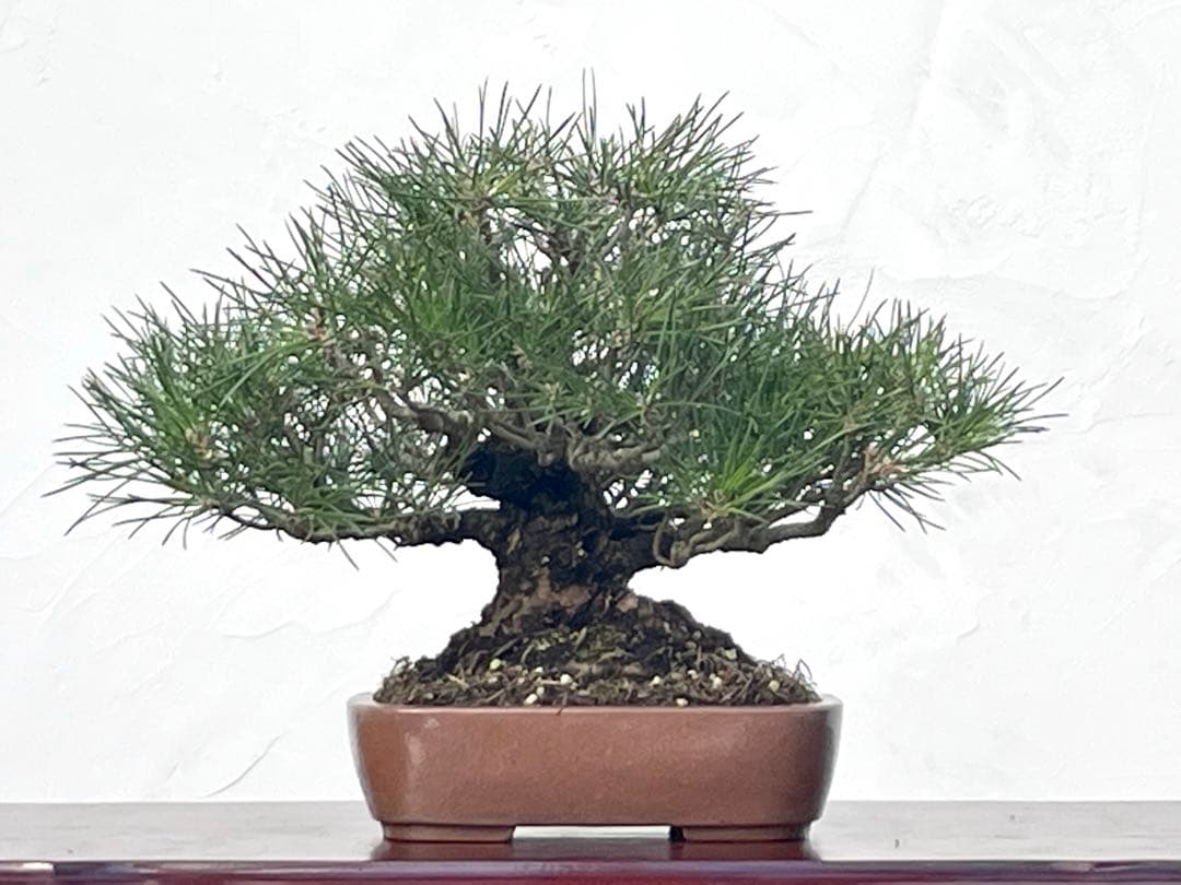 三河盆栽　黒松　古木　盆栽　荒皮　コケ順良い　しっかりした立ち上がり　定番の黒松