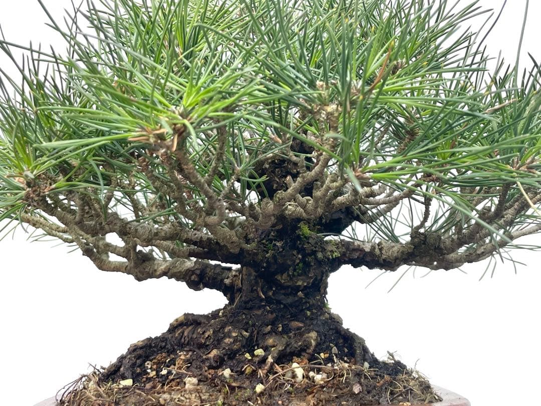 三河盆栽　黒松　古木　盆栽　荒皮　コケ順良い　しっかりした立ち上がり　定番の黒松