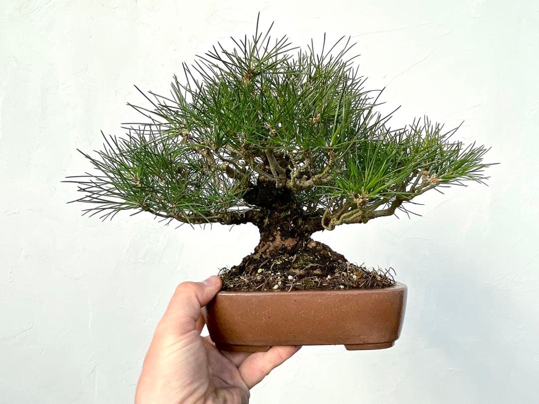 三河盆栽　黒松　古木　盆栽　荒皮　コケ順良い　しっかりした立ち上がり　定番の黒松
