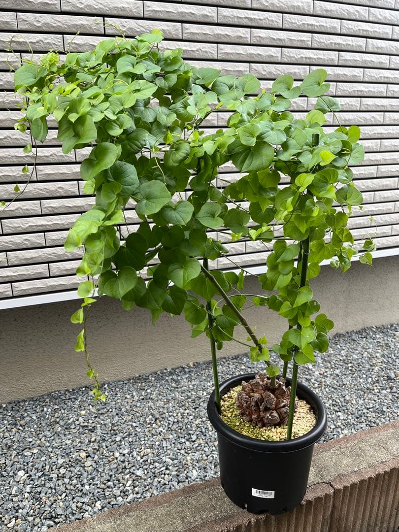 Dioscorea elephantipes アフリカ亀甲竜　実生