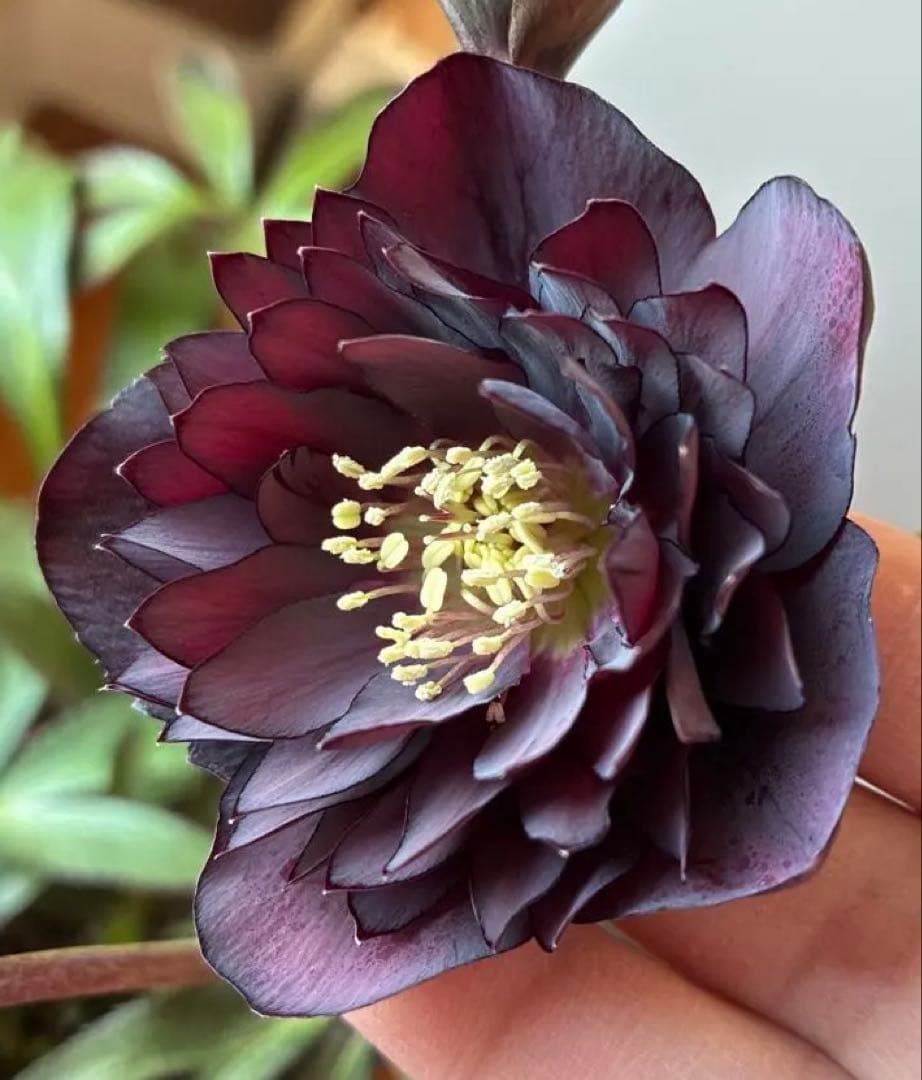 ♡広瀬園芸♡ ブラック系、細弁艶ピコ