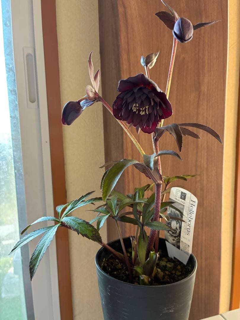 ♡広瀬園芸♡ ブラック系、細弁艶ピコ