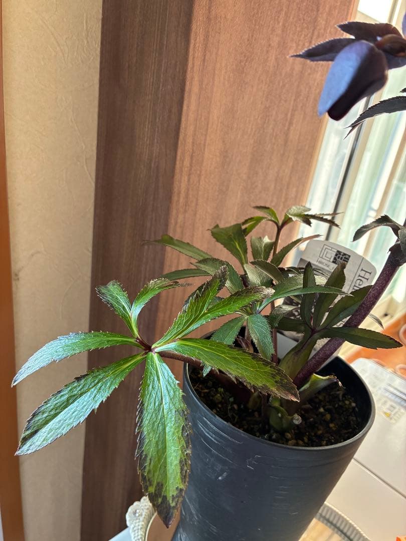 ♡広瀬園芸♡ ブラック系、細弁艶ピコ