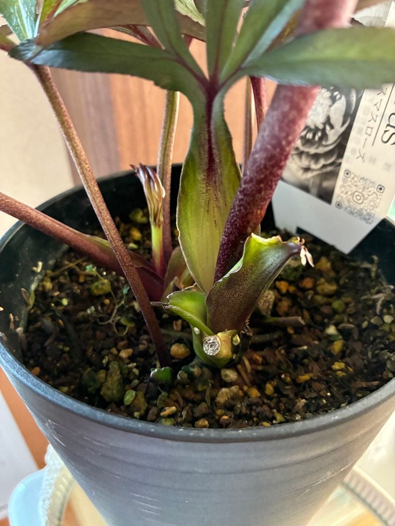 ♡広瀬園芸♡ ブラック系、細弁艶ピコ