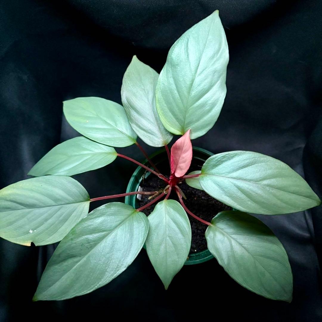 ホマロメナ sp シルバームスカ 正規タグ付き