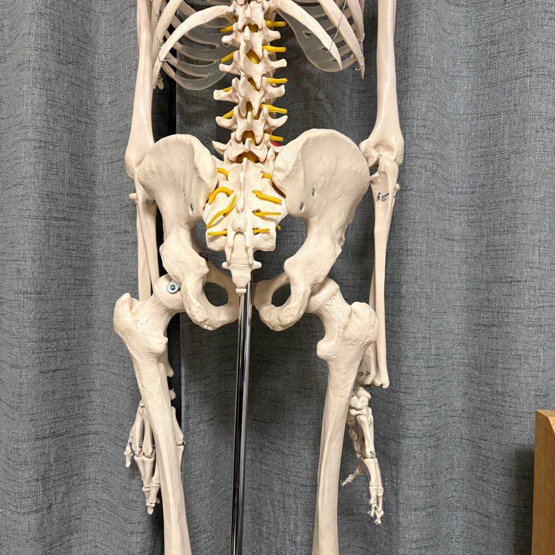 骨模型　全身　等身大　キャスター付　整体院　整骨院
