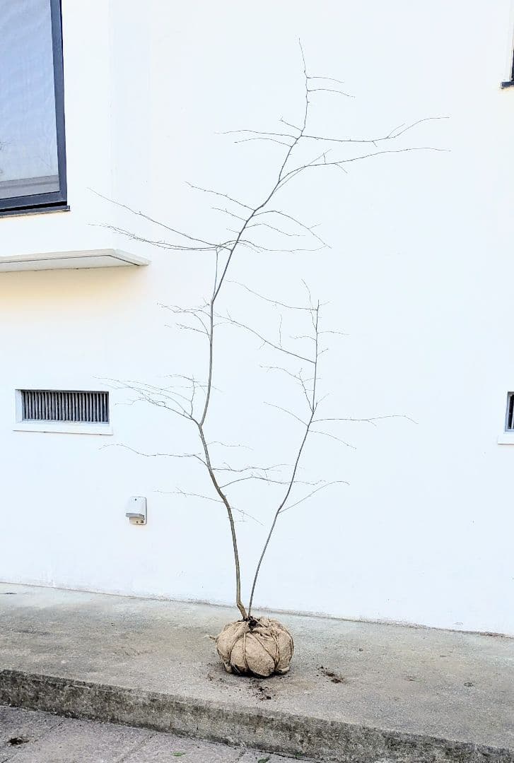 山採りアオハダ。