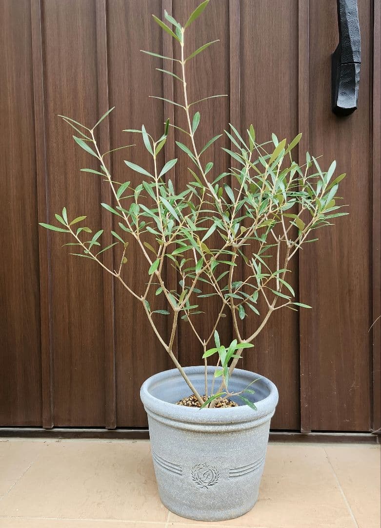 オリーブの木　エルグレコ　テラコッタ鉢植え　苗木　シンボルツリー