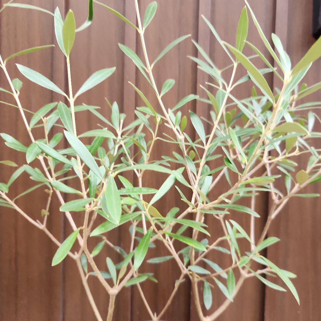 オリーブの木　エルグレコ　テラコッタ鉢植え　苗木　シンボルツリー