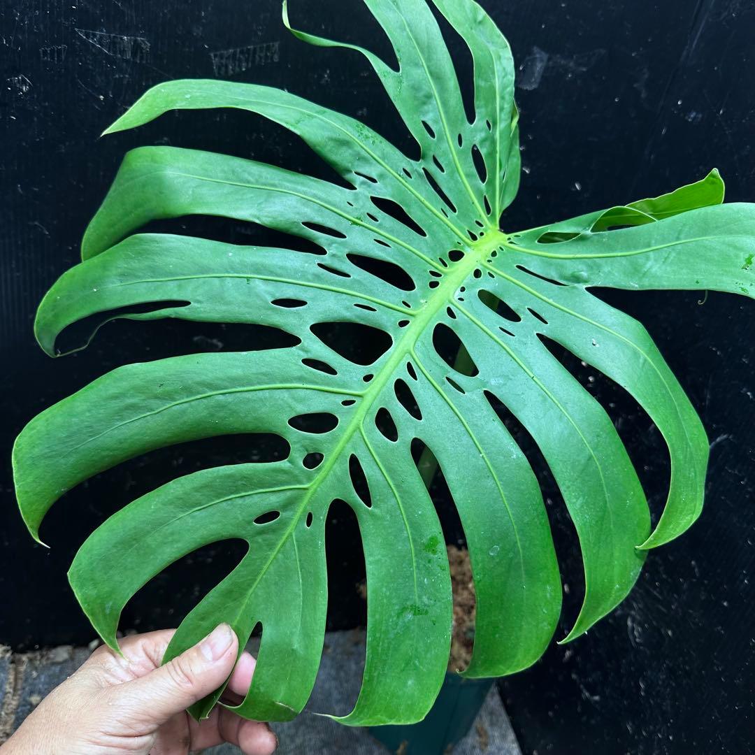 ツ*オ様 モンステラデリシオーサマクロコズム大型葉希少系統鉢植え