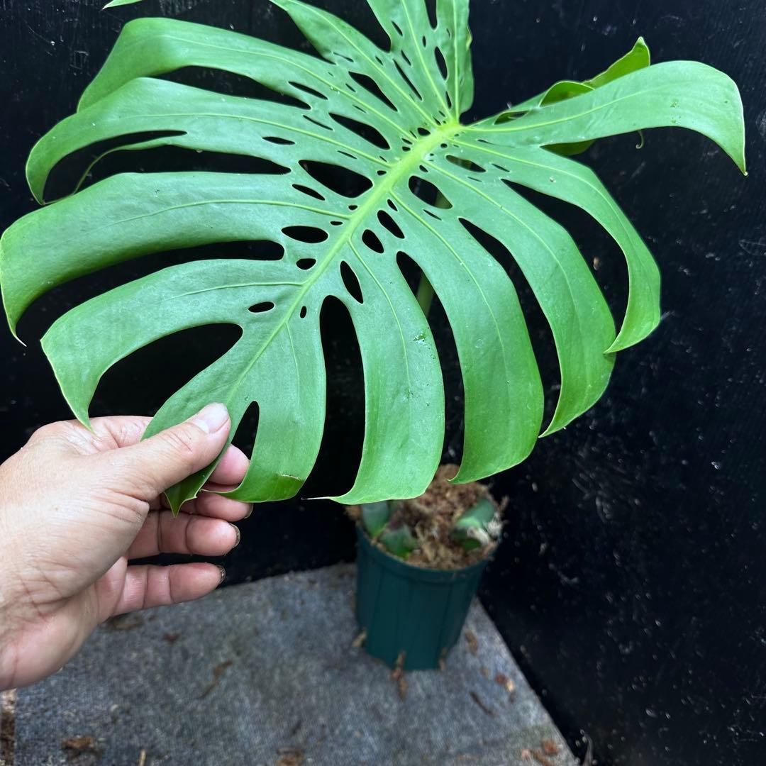 ツ*オ様 モンステラデリシオーサマクロコズム大型葉希少系統鉢植え