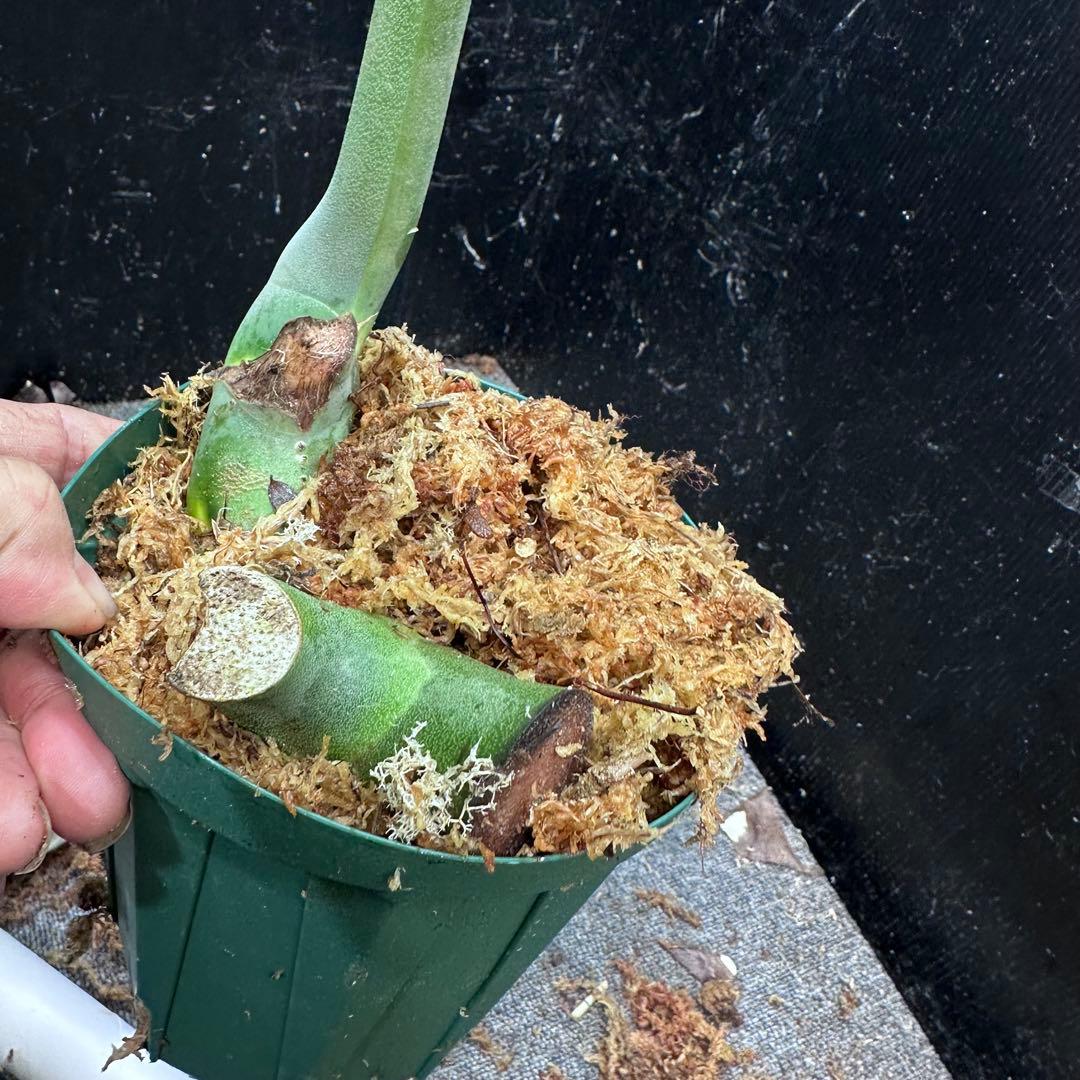 ツ*オ様 モンステラデリシオーサマクロコズム大型葉希少系統鉢植え