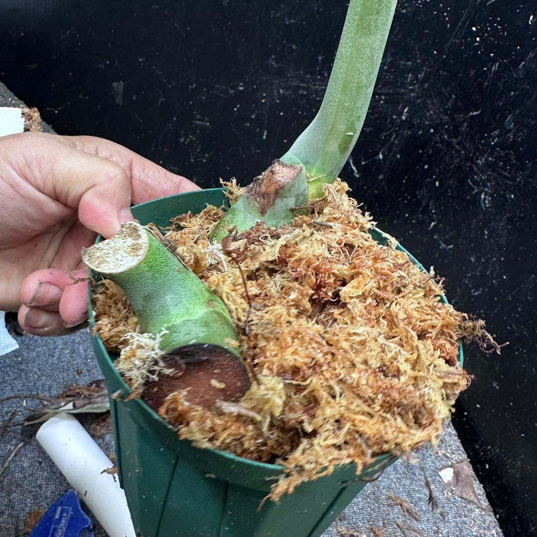 ツ*オ様 モンステラデリシオーサマクロコズム大型葉希少系統鉢植え