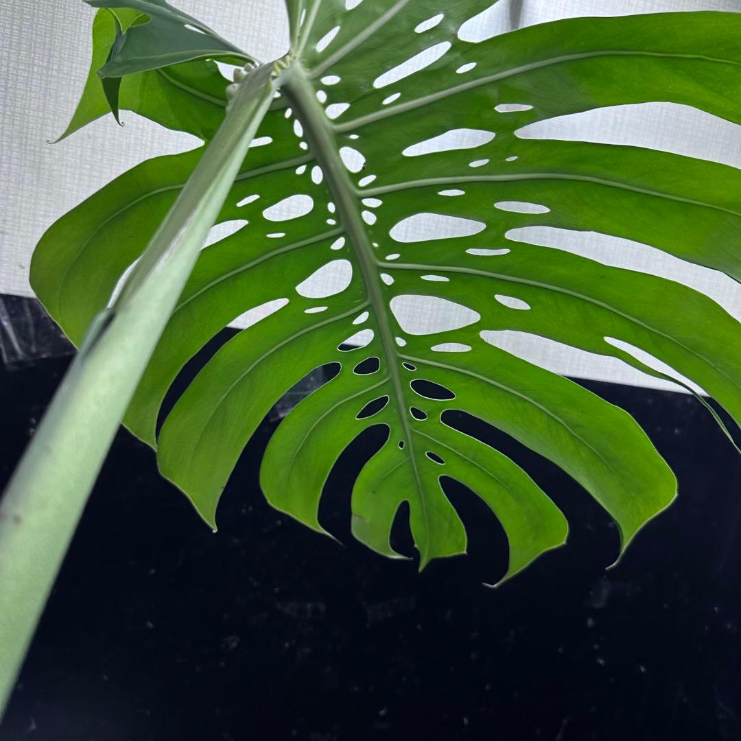 ツ*オ様 モンステラデリシオーサマクロコズム大型葉希少系統鉢植え