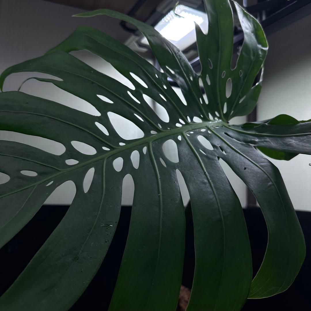 ツ*オ様 モンステラデリシオーサマクロコズム大型葉希少系統鉢植え