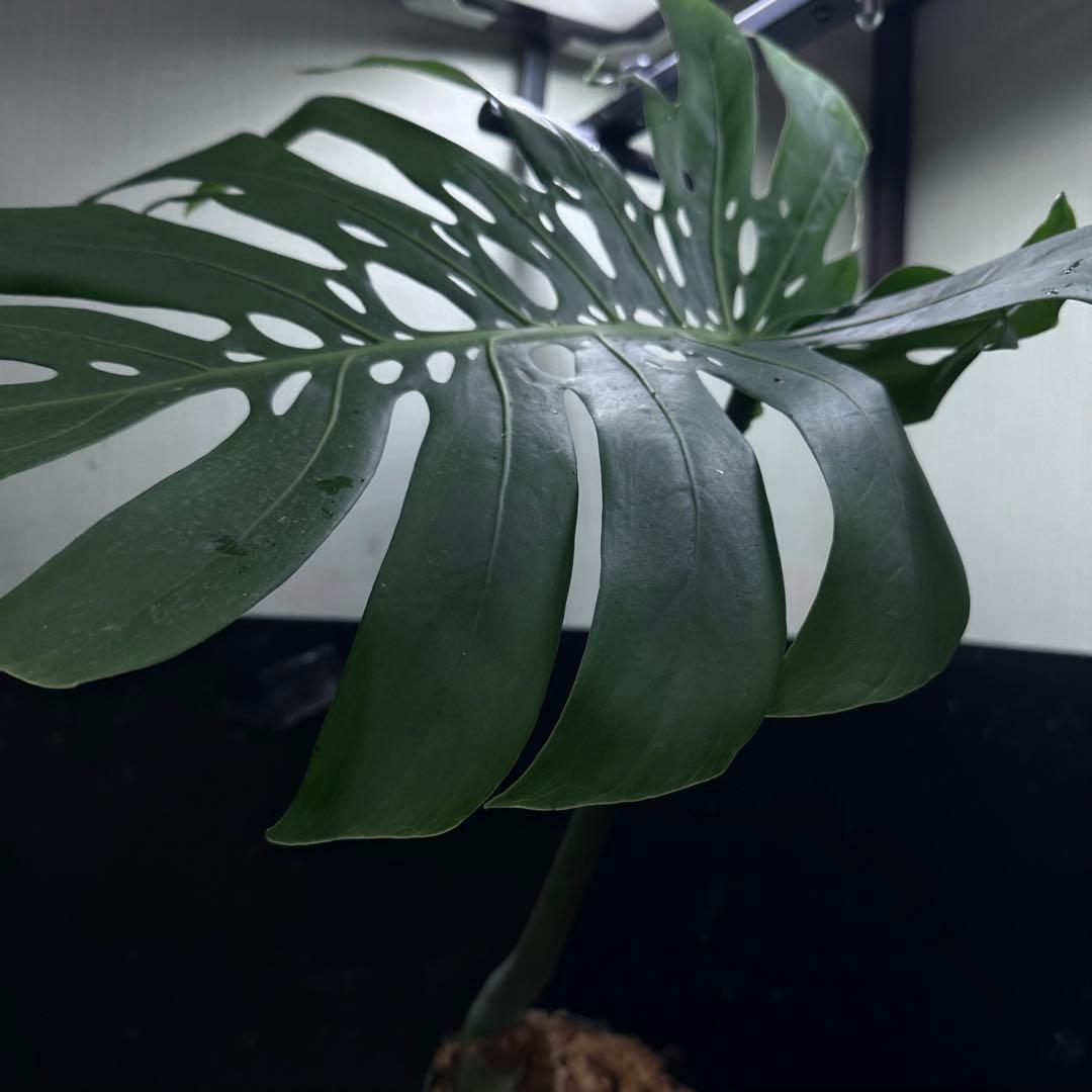 ツ*オ様 モンステラデリシオーサマクロコズム大型葉希少系統鉢植え