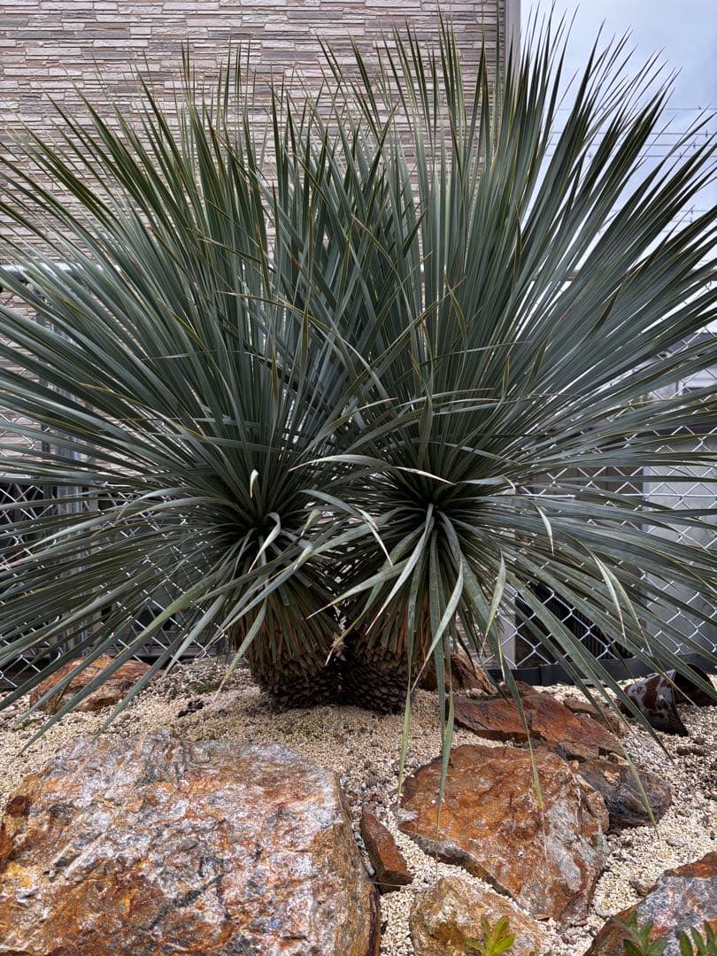 ユッカ ロストラータ　ブルーサンダー　ダブルヘッド