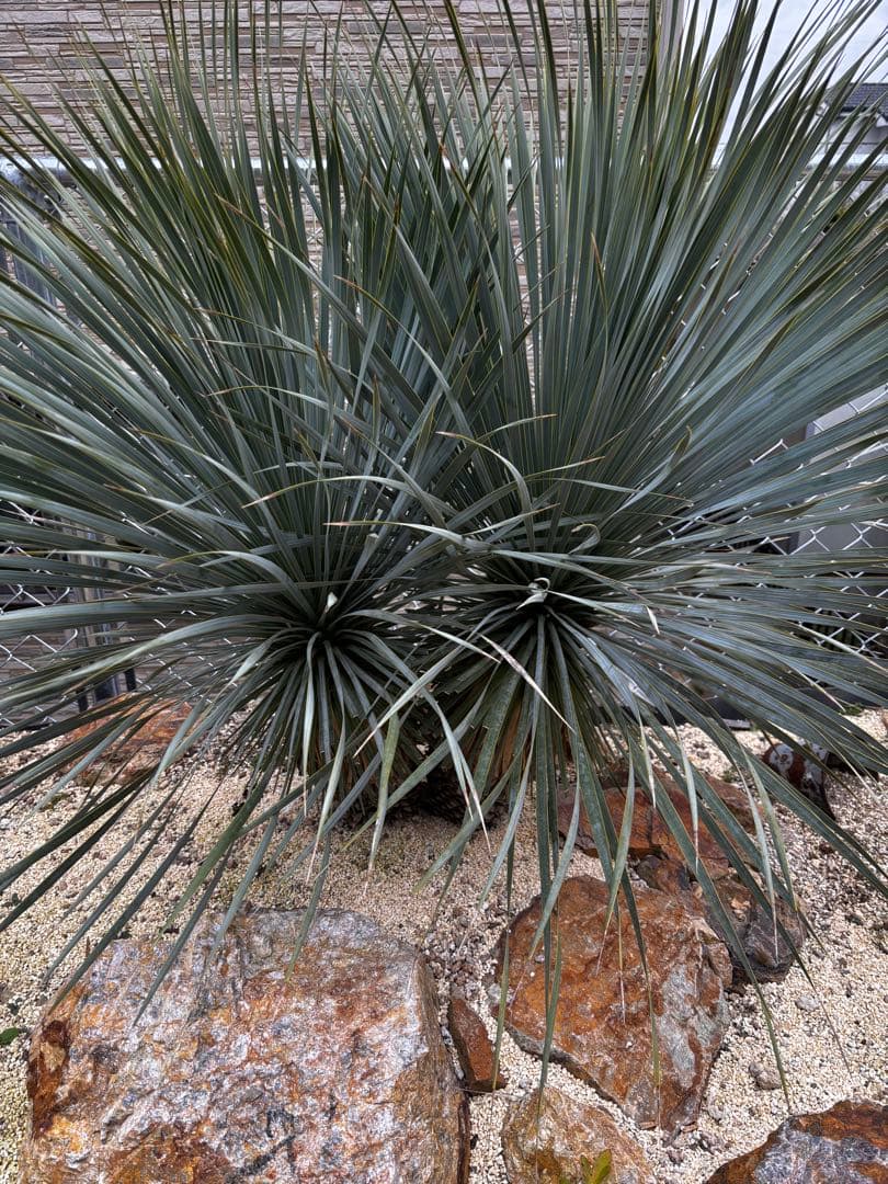 ユッカ ロストラータ　ブルーサンダー　ダブルヘッド