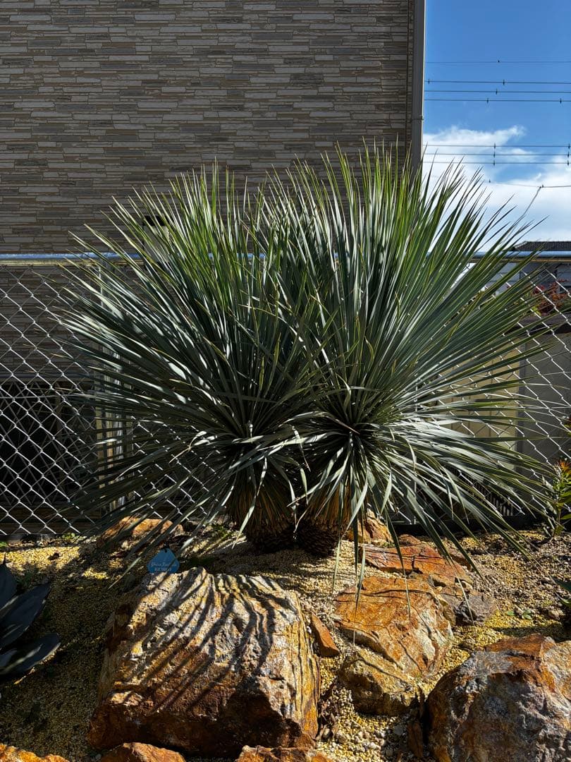 ユッカ ロストラータ　ブルーサンダー　ダブルヘッド