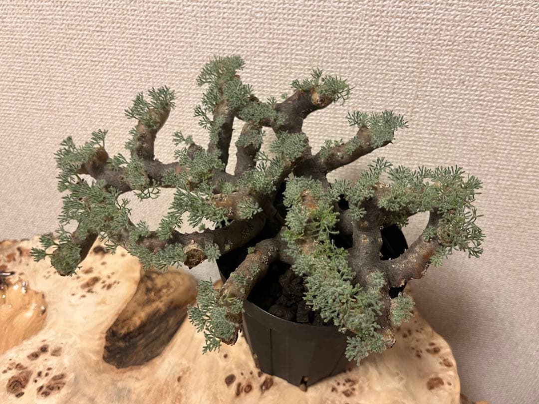 モンソニア ムルチフィダ　サルコカウロン ムルチフィズム 現地株　発根済