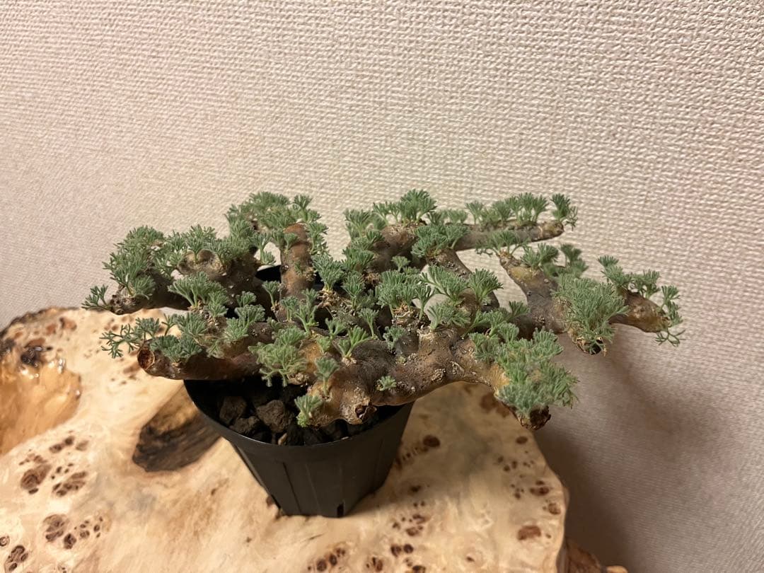 モンソニア ムルチフィダ　サルコカウロン ムルチフィズム 現地株　発根済