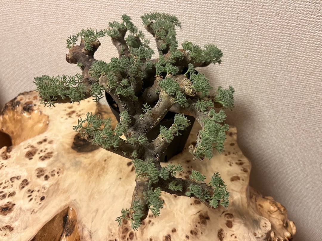 モンソニア ムルチフィダ　サルコカウロン ムルチフィズム 現地株　発根済