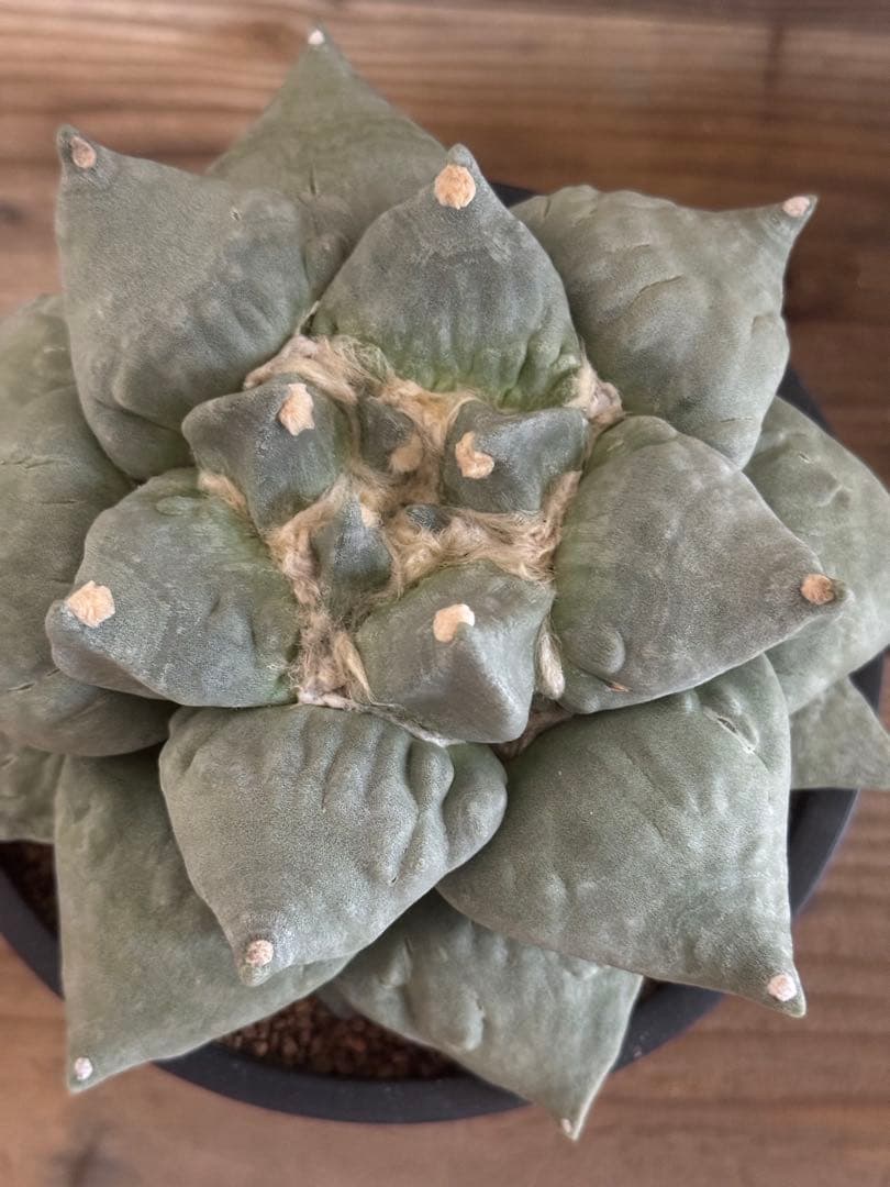 【幅広疣】怒涛ロイヤルシワ疣花牡丹 アリオカルプス 花牡丹 亀甲牡丹