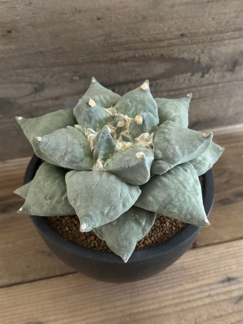 【幅広疣】怒涛ロイヤルシワ疣花牡丹 アリオカルプス 花牡丹 亀甲牡丹