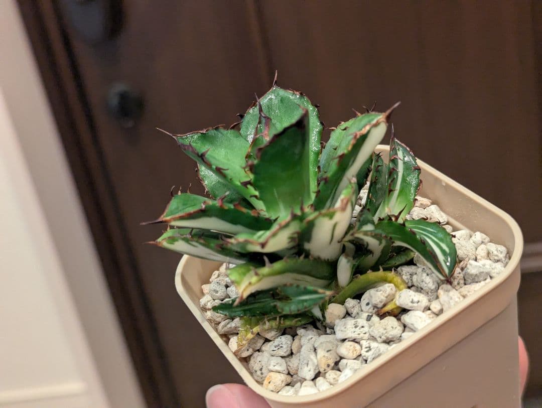 チタノタ 子株3株付き「太陽神錦 純白中斑」鉢ごと発送