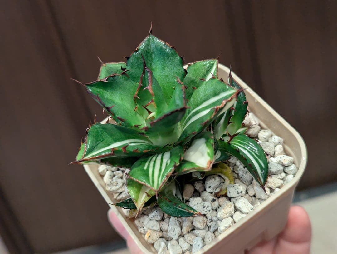 チタノタ 子株3株付き「太陽神錦 純白中斑」鉢ごと発送